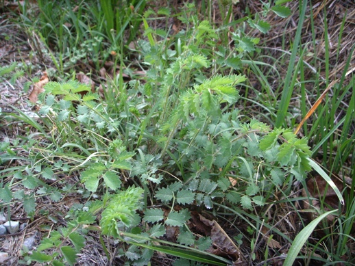 Sanguisorba minor
